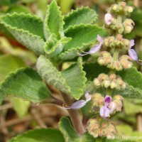 Coleus amboinicus Lour.